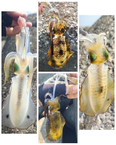 アオリイカの釣果