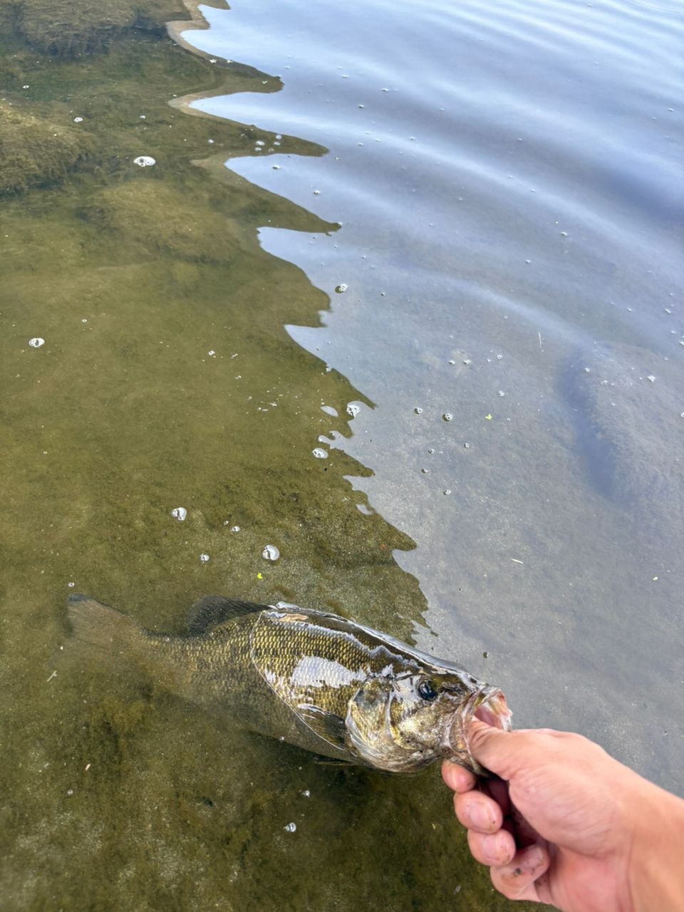 スモールマウスバス