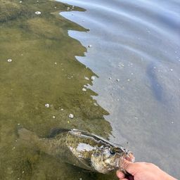 スモールマウスバス