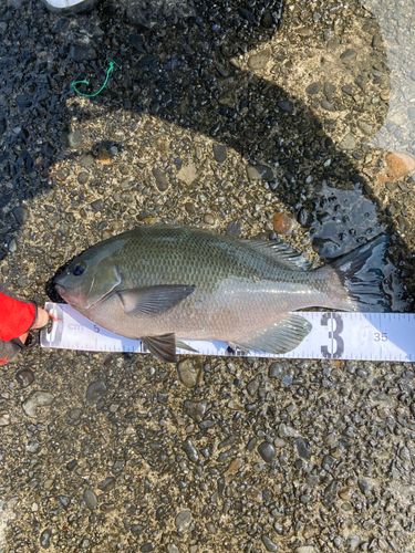 メジナの釣果