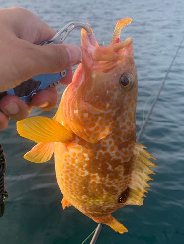 キジハタの釣果