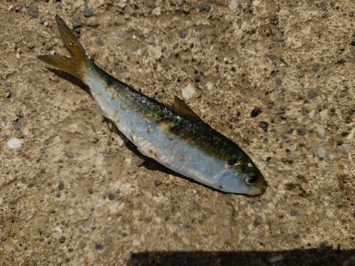 サッパの釣果
