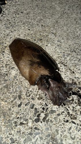 コウイカの釣果