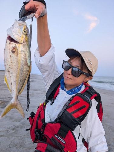 ショゴの釣果