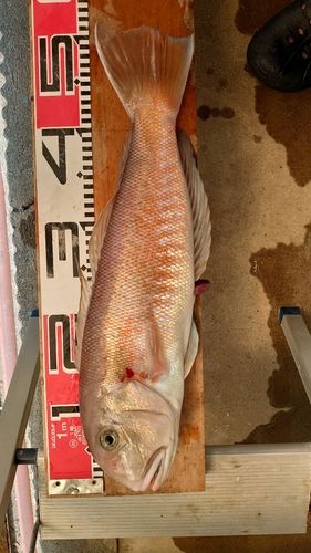 シロアマダイの釣果