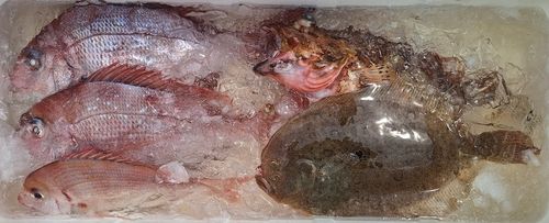マダイの釣果