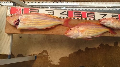 イトヨリダイの釣果