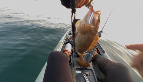 オオモンハタの釣果