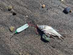 コトヒキの釣果
