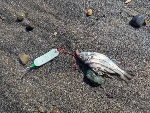 コトヒキの釣果