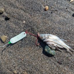 コトヒキ