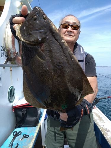 ヒラメの釣果