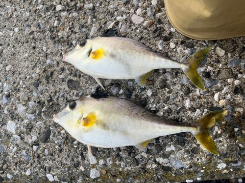 ギマの釣果