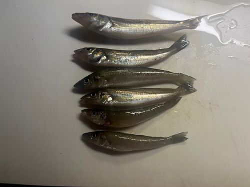 シロギスの釣果