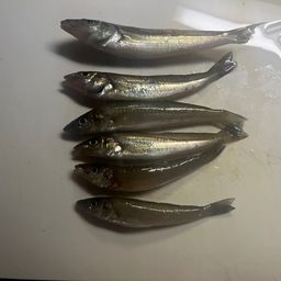 シロギス