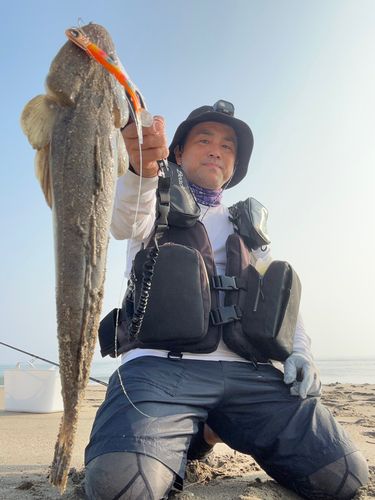 マゴチの釣果