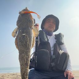 マゴチ