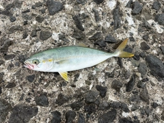 ワカシの釣果