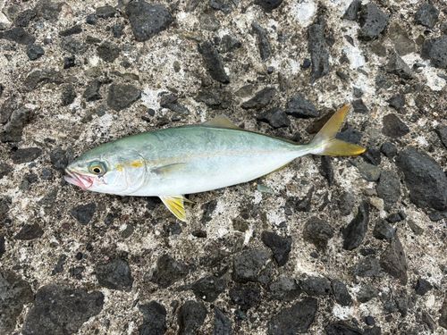 ワカシの釣果