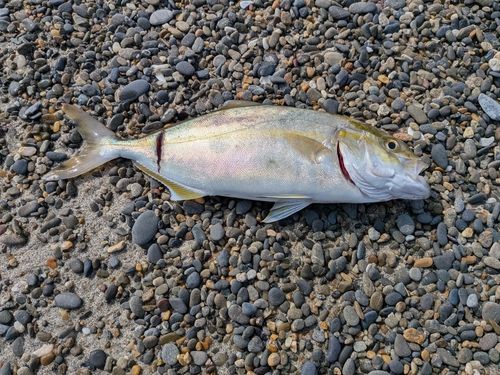 釣果