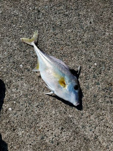 ギマの釣果
