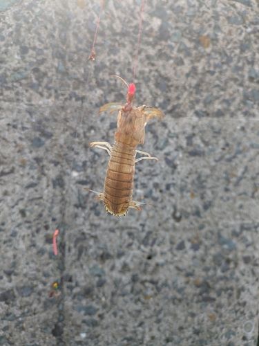 キスの釣果