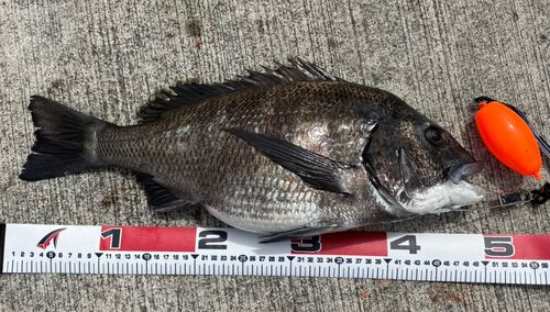 チヌの釣果