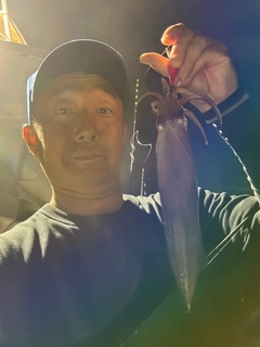ケンサキイカの釣果