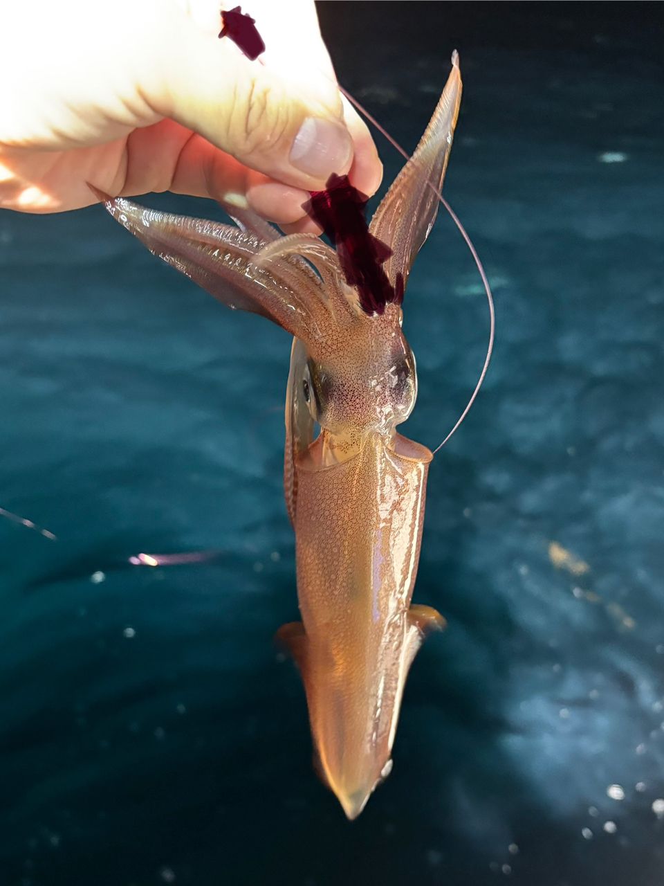 タッチーさんの釣果 2枚目の画像