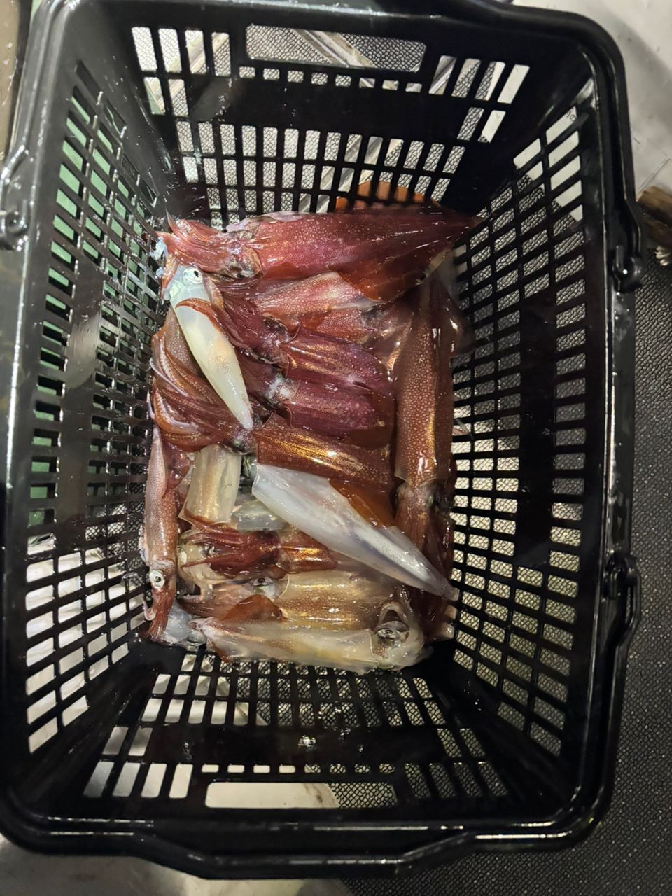 タッチーさんの釣果 3枚目の画像