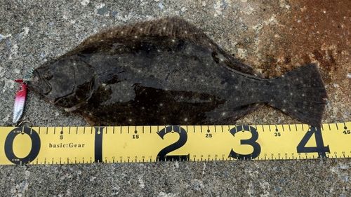 ソゲの釣果