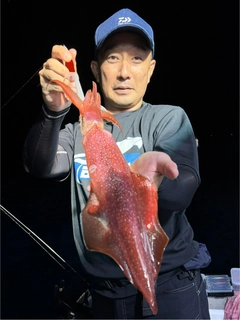 ケンサキイカの釣果