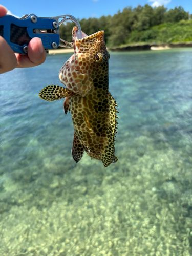 イシミーバイの釣果