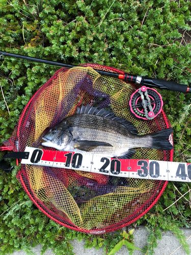 チヌの釣果