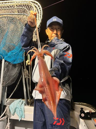 ケンサキイカの釣果