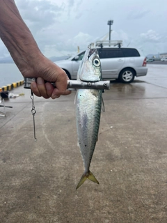 マサバの釣果