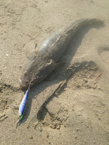 マゴチの釣果