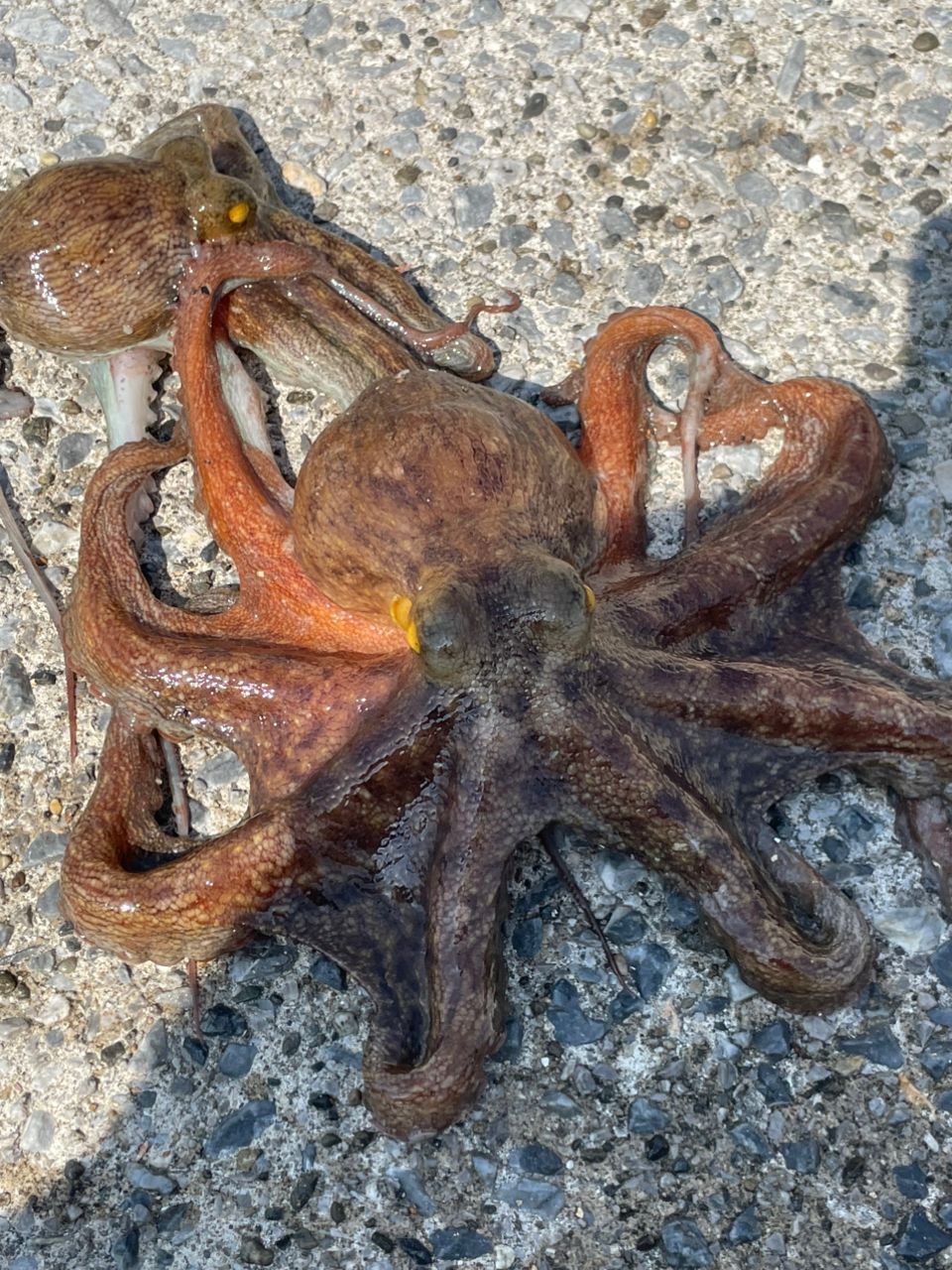 タコ