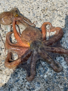 タコの釣果