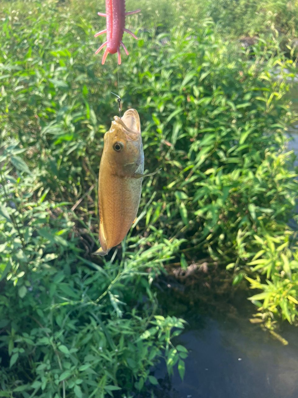 スモールマウスバス