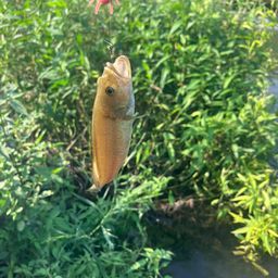 スモールマウスバス