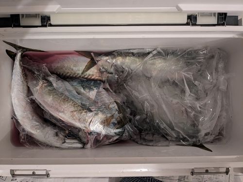 サバの釣果