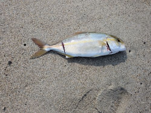 ツバスの釣果