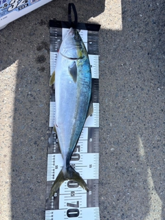 ワラサの釣果