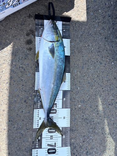 ワラサの釣果