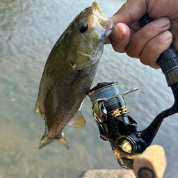 スモールマウスバス