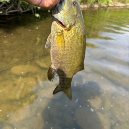 スモールマウスバス