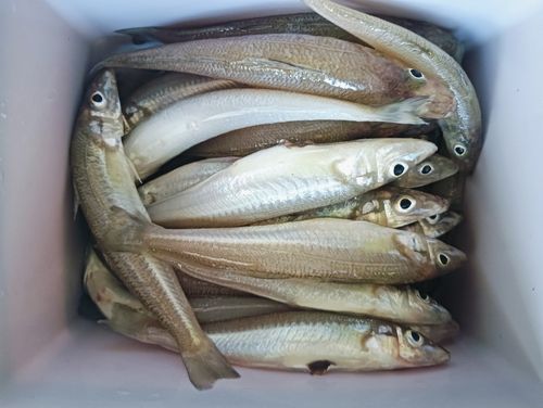 キスの釣果