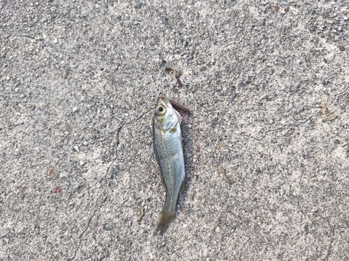 セイゴ（マルスズキ）の釣果