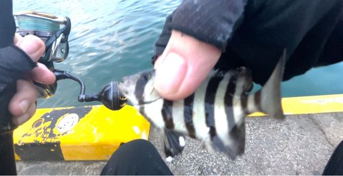 サンバソウの釣果